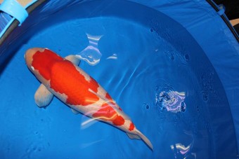 Nem hiszed el, mennyiért kelt el a gyönyörű hal