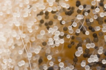 Ilyen szép még sosem volt a penész