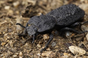 Egy bogár miatt épülhetnek erősebb repülők