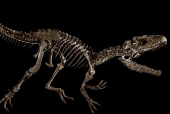 Kegyetlen magas áron talált gazdára egy dínócsontváz