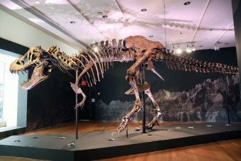 Brutális rekordáron kelt el Stan, a T-rex csontváza
