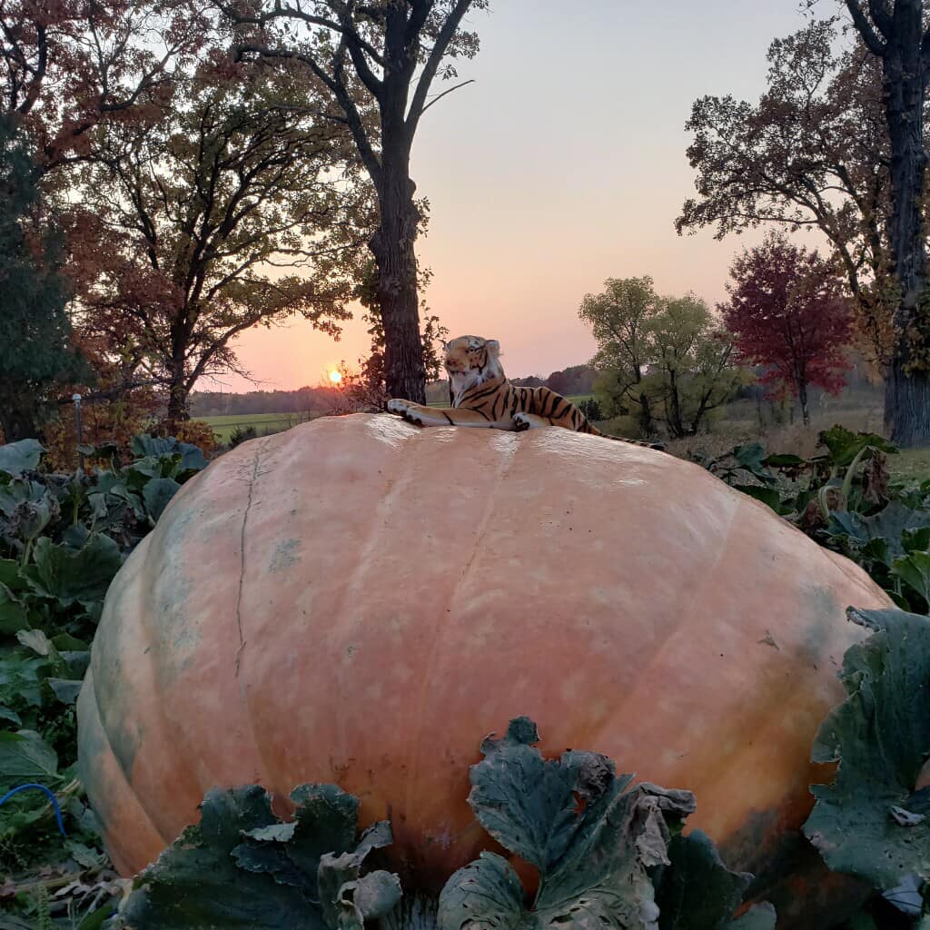 Egytonnásnál is nehezebb az év legnagyobb töke 3 | Vezess Egytonnásnál is nehezebb az év legnagyobb töke 3