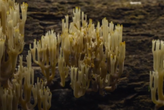 Kert végében növő gombák még sosem voltak ennyire látványosak