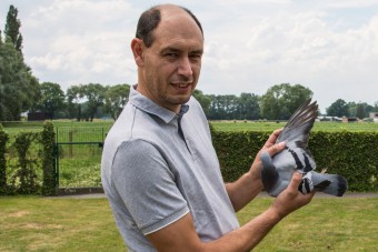 Sokkoló összeget fizettek egy postagalambért