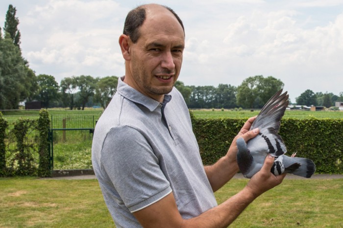 Sokkoló összeget fizettek egy postagalambért