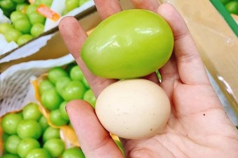 Tojásméretű szőlőszemek termettek egy fürtön