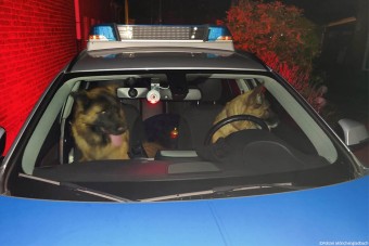 2020 végén befutott az év legcukibb rendőrségi sztorija