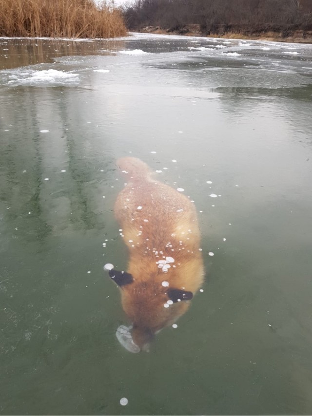 Egy teljesen jégbe fagyott róka fotója járja most be az internetet 1