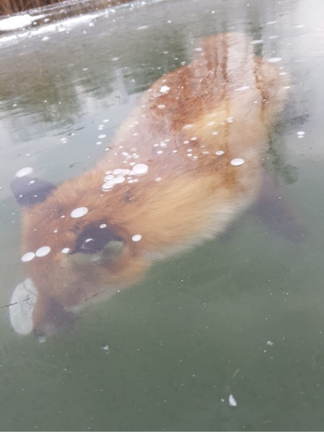 Egy teljesen jégbe fagyott róka fotója járja most be az internetet 2