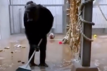 Kifutójában hagytak egy seprűt, egyből takarítani kezdett a csimpánz 