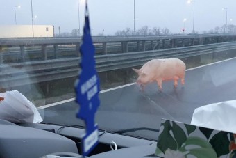 Ilyet sem láttunk még: disznók „hajtottak fel” az M85-ösre
