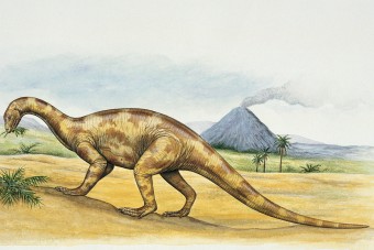 Digitálisan rekonstruálták egy dinoszaurusz agyát