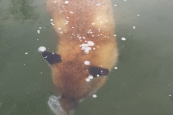 Egy teljesen jégbe fagyott róka fotója járja most be az internetet