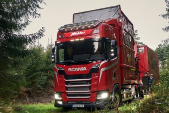 Ez a vörös szépség járja az erdőket télen