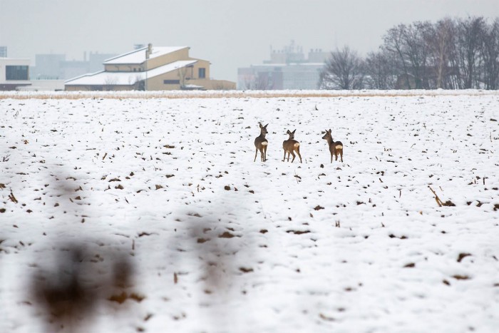 Így borította be a magyar utakat az idei első komoly havazás 5