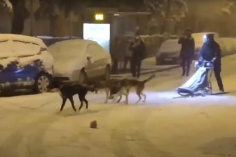 Madridra olyan hatalmas mennyiségű hó zúdult, hogy valaki kutyaszánnal közlekedik