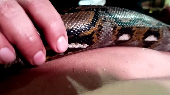 A kígyós masszázs a luxus új, őrült formája 2