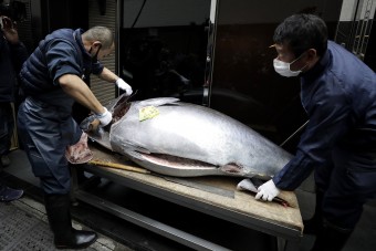 Milliókat fizettek az óriási tonhalakért a hagyományos vásáron