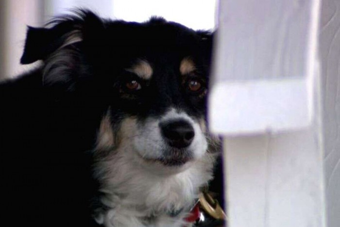 Másfél milliárdnyit hagyott a kutyájára egy férfi