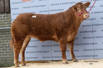 Világrekordot jelentő áron árvereztek el egy tehenet