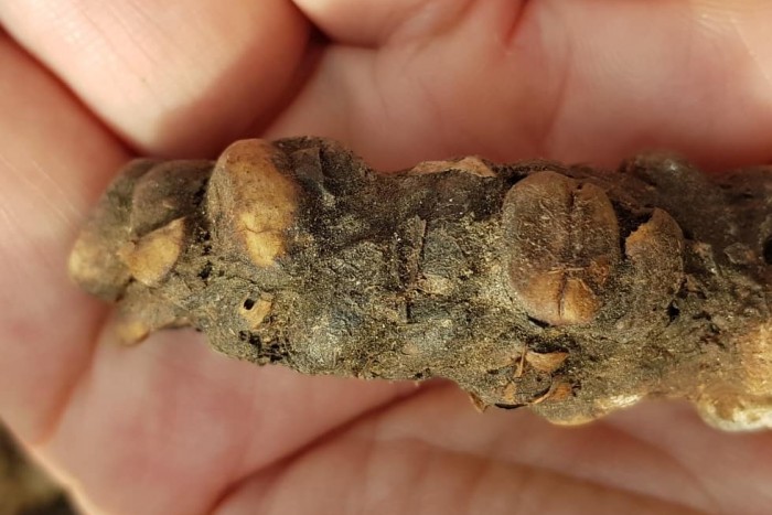 Madárkakiból nyerik az ínyenc kávé alapanyagát