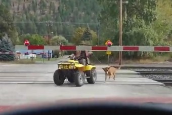 Ha már lusta vagy gyalog sétáltatni a kutyát, legalább hülye ne legyél