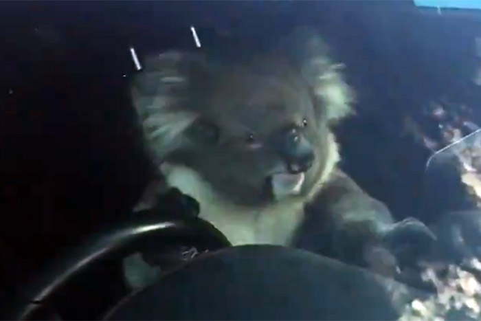 Csúcsidőben okozott tömegkarambolt egy koala