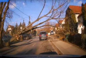 Jókora faág zuhant az autósok közé Csömörön, egy gyalogost majdnem agyonütött