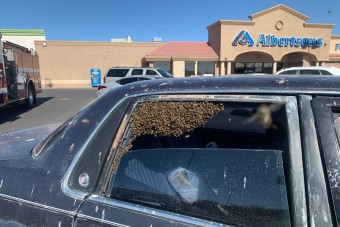 10 percre ugrott be a boltba, méhek lepték el az autóját 