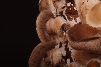 Tíznapnyi gombanövekedés három percbe sűrítve látványos igazán