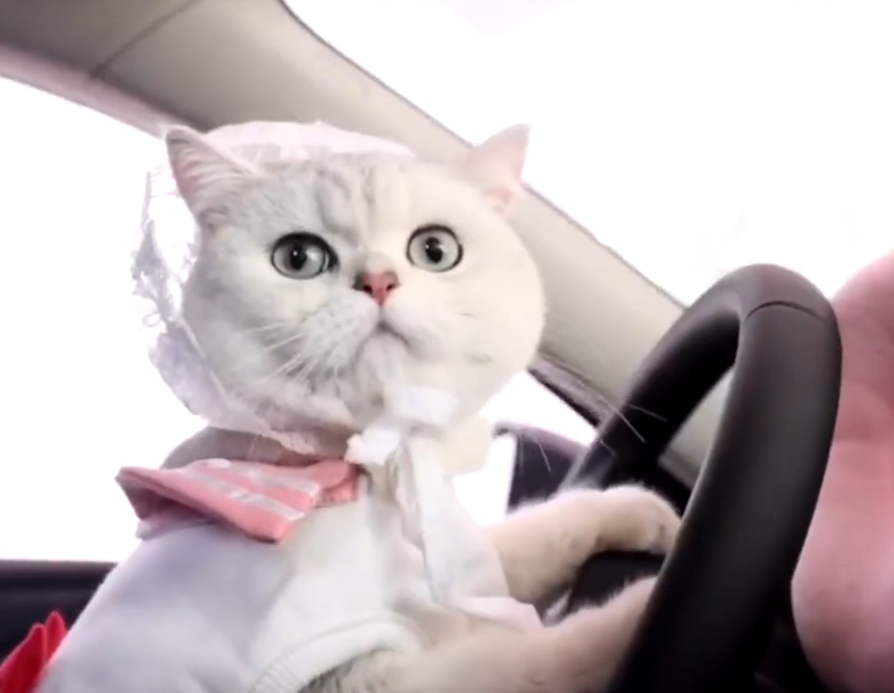 Autókkal fotózzák, és többet keres, mint a legtöbb magyar 2