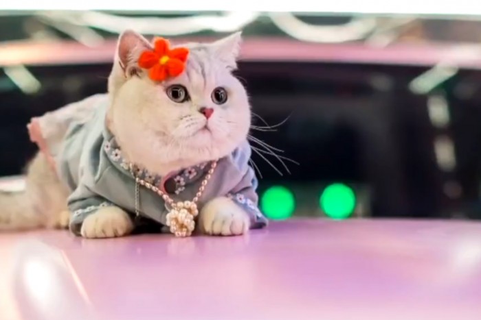 Autókkal fotózzák, és többet keres, mint a legtöbb magyar 1