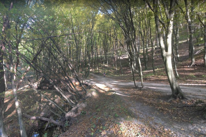 Mostantól fizetős a parkolás egy hazai erdőben