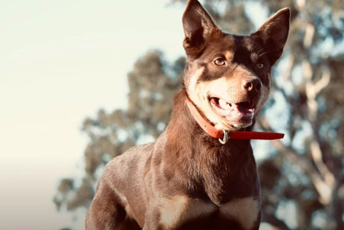 Nyolcmilliónyit fizettek egy profi munkakutyáért
