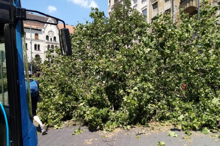 Kis híján fa dőlt egy BKK buszra a fővárosban