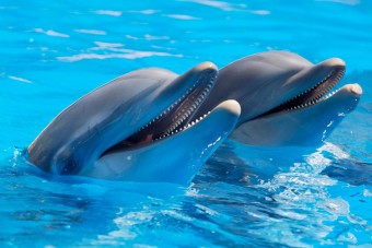 Két kislány lenyúlta a szülők autóját, hogy delfinekkel ússzanak