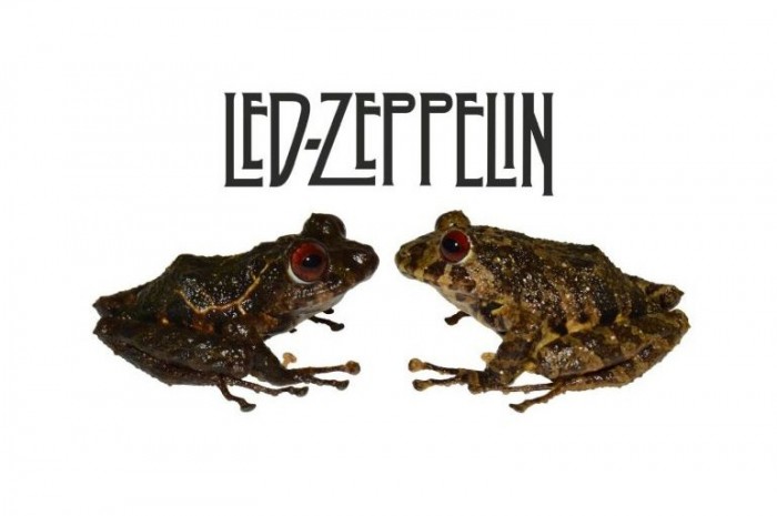 Békát neveztek el a Led Zeppelinről