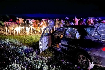 Tehenek állították meg a rendőrök által üldözött autóst