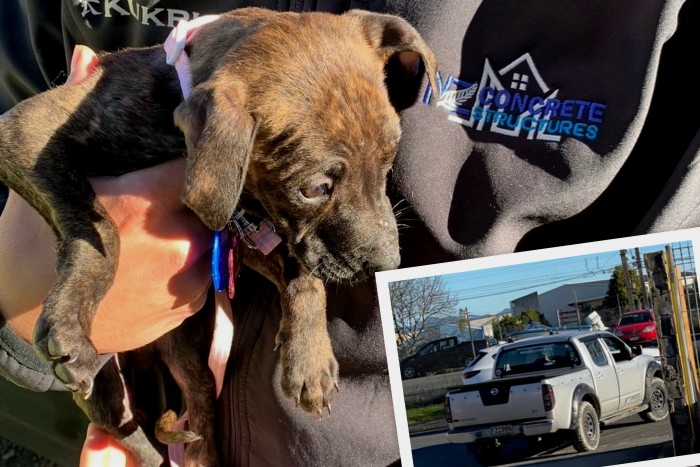 Megvan az év jószívű autótolvaja