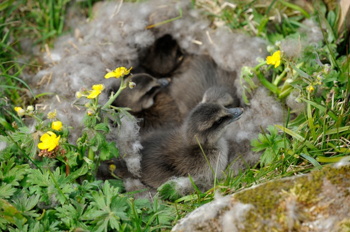 1,5 millióba kerül egy paplan, ha a világ legdrágább tolljából készül