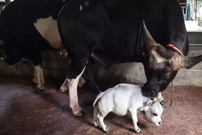 Ezrek tolonganak, hogy lássák a törpe tehenet