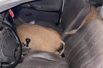 Ennek az autósnak malaca volt, de nem a rendőröknél