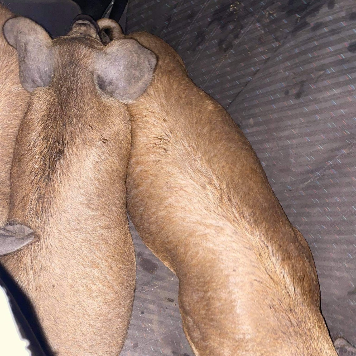 Ennek az autósnak malaca volt, de nem a rendőröknél 2