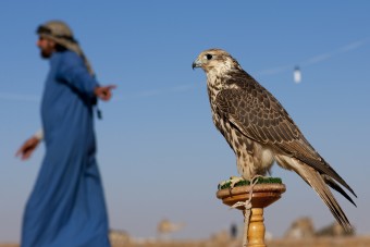 21 milliót fizettek egy sólyomért