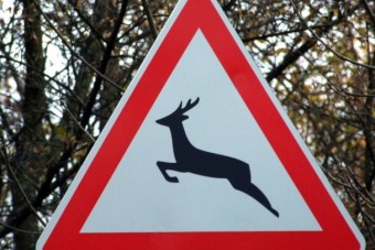 Megugrott a vadgázolások száma a hazai utakon