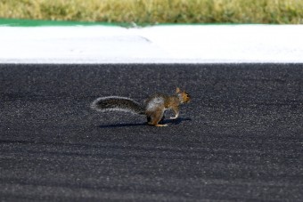 F1: Állatot gázolt Bottas
