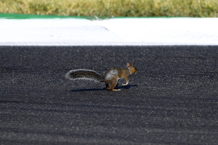 F1: Állatot gázolt Bottas