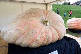 Ez az óriástök 1226 kilós, és új világrekorder