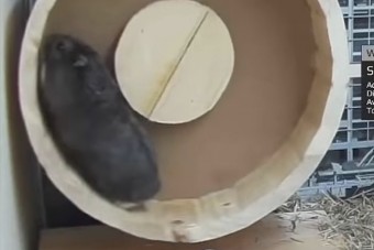 Kriptovalutákkal kereskedik egy hörcsög