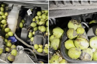 Meglepő hiba várta a szerelőt a motorháztető alatt, erre ő sem számított